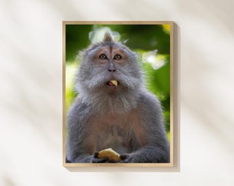 Monkey Eating Banana Photography, Funny Monkey Portrait, Jungle Wildlife Photography, Bali Monkey Forest Animal Photo, Wildlife Wall Art