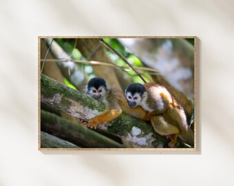 Totenkopfäffchen Paar Fotografie, niedlichen Dschungel Affen Wildtier Foto, tropische Regenwald Wildtiere, Affe Paar Naturfotografie