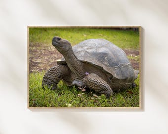 Galapagos Giant Tortoise Bundle, 15 Wildlife Photos, Galapagos Island Animal Photography, Giant Tortoise Wall Art, Nature Photography Bundle