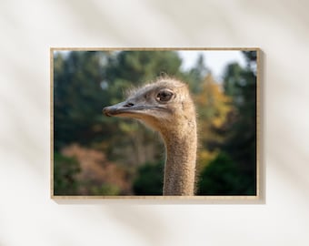 Ostrich Portrait Photography, Wildlife Bird Close Up, Animal Portrait Wall Art, Nature Wildlife Photography, Bird Portrait Download