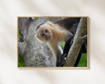 Capuchin Monkey Photography, Cute Jungle Monkey Portrait, Rainforest Wildlife Photo, Tropical Monkey Nature Photography, Monkey Print