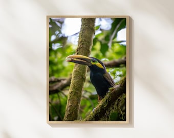 Toucan Wildlife Photography Print, Tropical Rainforest Bird Wall Art, Toucan With Fruit Photography, Exotic Jungle Bird Decor, Colorful Bird
