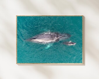 Drone Whale Footage Bundle, Whale Drone Videos, Aerial Whale Watching Clips, Ocean Wildlife Drone Footage, Humpback Whale 4K Video Pack
