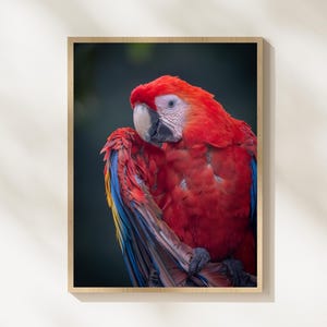 Könnte beinhalten: Gerahmter Druck eines scharlachroten Aras mit leuchtend rotem Gefieder und blauen und gelben Akzenten auf den Flügeln. Der Vogel hat ein weißes Gesicht und einen schwarzen Schnabel. Der dunkle Hintergrund hebt die Farben hervor.
