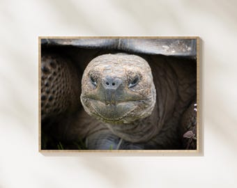 Giant Tortoise Portrait Print, Galapagos Tortoise Photography, Wildlife Wall Art, Reptile Nature Photo, Animal Printable Decor