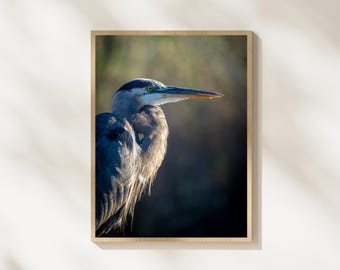 Heron Portrait Photography, Elegant Bird Wildlife Photo, Minimalist Nature Wall Art, Bird Portrait Print, Wildlife Photography Decor