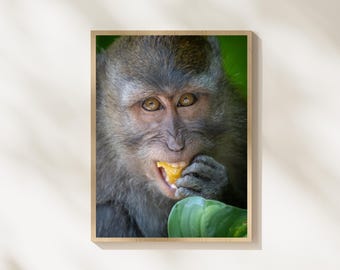 Monkey Portrait Wildlife Photography, Primate Close Up Wall Art, Jungle Monkey Photo, Tropical Wildlife Print, Animal Portrait Nature Decor