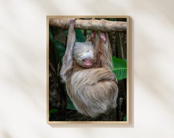 Sleeping Sloth Wildlife Photography Print, Hanging Sloth Wall Art, Tropical Jungle Animal Photography, Rainforest Wildlife Decor, Cute Sloth