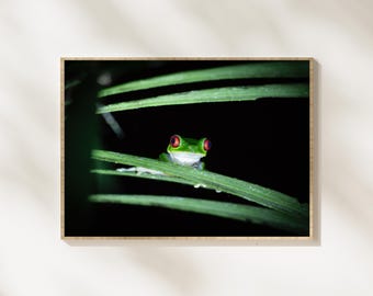 Red Eyed Tree Frog Wildlife Photography Print, Tropical Frog Wall Art, Rainforest Amphibian Photography, Exotic Nature Decor,Jungle Wall Art