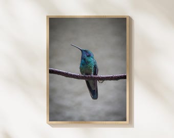 Hummingbird Print, Hummingbird Photography, Bird Wildlife Wall Art, Tropical Bird Portrait, Nature Printable Decor