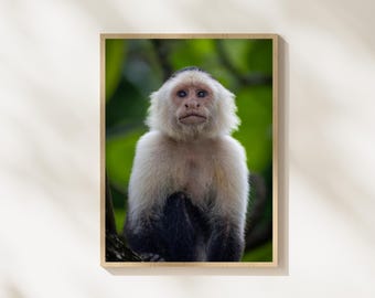 Capuchin Monkey Wildlife Photography Print, Monkey Portrait Wall Art, Jungle Animal Photography, Tropical Wildlife Decor, Primate Wall Art