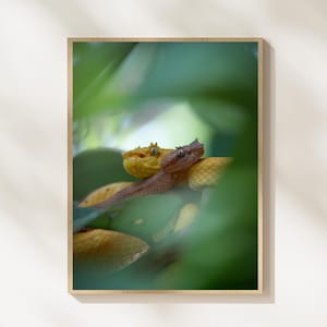 Op de afbeelding: Een ingelijste wandkunstprint met een hogeresolutiefoto van twee wimpergroefkopadders die op een tak rusten. De ene slang is felgeel, terwijl de andere een roodbruine tint heeft. De slangen worden gedeeltelijk verborgen door zacht, onscherp groen gebladerte.