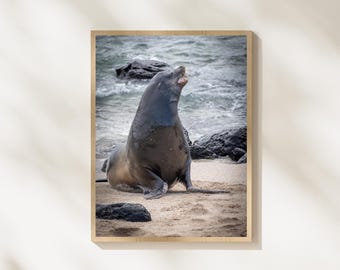 Sea Lion Wildlife Photography, Galapagos Sea Lion Beach Photo, Ocean Wildlife Wall Art, Marine Animal Photography, Nature Wildlife Download