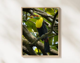 Colorful Bird Bundle, 10 Tropical Bird Photos, Toucan Macaw Hummingbird Photography, Exotic Bird Wall Art, Tropical Wildlife Bundle