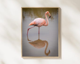 Impression d'oiseau flamant rose, photographie minimaliste de la faune tropicale (téléchargement numérique)