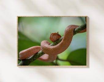 Eyelash Viper Wildlife Photography Print, Tropical Snake Wall Art, Rainforest Reptile Photography, Exotic Jungle Animal Decor