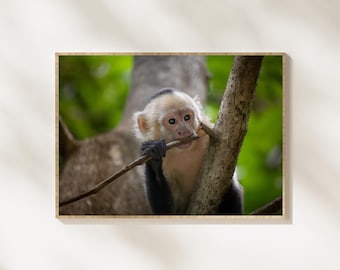 Baby Kapuziner Affe Fotografie, niedlicher Affe Wildtier-Foto, Dschungel-Affe-Porträt, Regenwald-Affe-Baby, tropische Tierfotografie