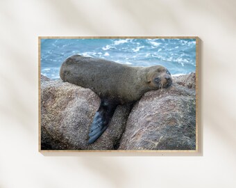 Sleeping Sea Lion Photography, Ocean Wildlife Photo, Relaxed Marine Animal Portrait, Coastal Wildlife Wall Art, Sea Lion Nature Photography