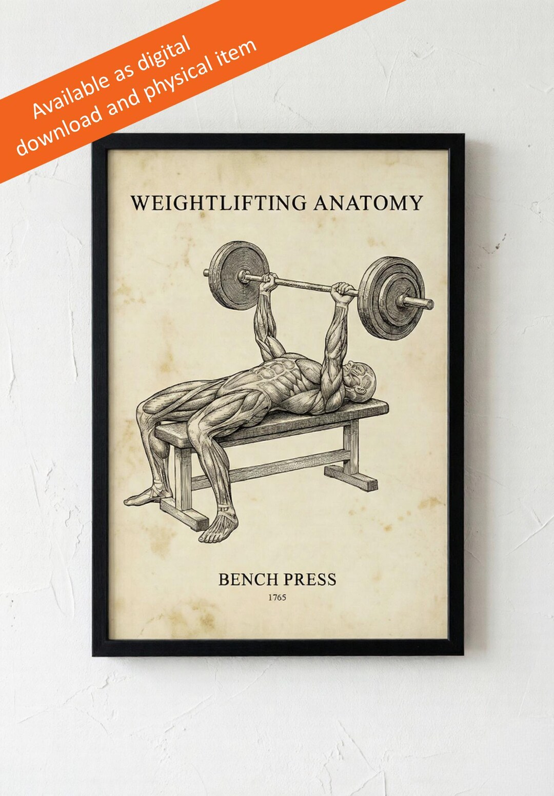 Bench Press | Vintage Anatomy Gym Poster | Muscle Anatomy Wall Art ...