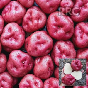 May include: A close-up shot of numerous red potatoes. The potatoes are a vibrant red color with a slightly rough texture. Some potatoes are whole, while others are cut open, revealing the white flesh inside. The image includes the text "RRC".