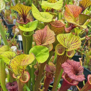 Peut inclure: Gros plan sur un groupe de plantes carnivores. Les plantes ont des feuilles vertes, jaunes et veinées de rouge. Les pièges en forme d'urne sont de couleur rouge foncé. Les plantes sont dans un jardin.