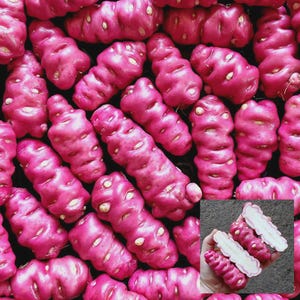 May include: A collection of vibrant pink oca tubers, a root vegetable, with a few cut open to reveal the white interior. The tubers have a bumpy texture and are arranged closely together, creating a full frame.