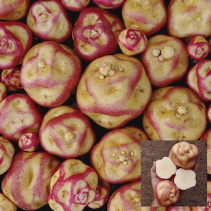 May include: A collection of colorful potatoes with a mix of shapes and sizes. The potatoes have a creamy yellow skin with vibrant red and pink streaks. Some potatoes have small sprouts. A cross-section of a potato shows a white interior.