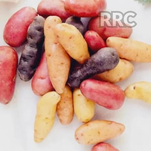 May include: A selection of colourful potatoes in various shapes and sizes. The potatoes range in colour from red and purple to yellow and tan. Some are long and slender, while others are more rounded.