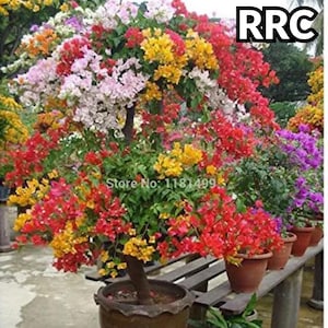 100 sementes de Bougainvillea Spectabilis Willd de cores sortidas para bonsai, plantas para vasos de flores.