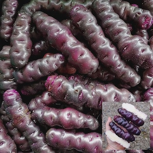 May include: A close-up shot of a pile of purple potatoes. The potatoes have a long, oblong shape with a slightly textured surface. A smaller inset image shows the potatoes cut open, revealing white and purple flesh.