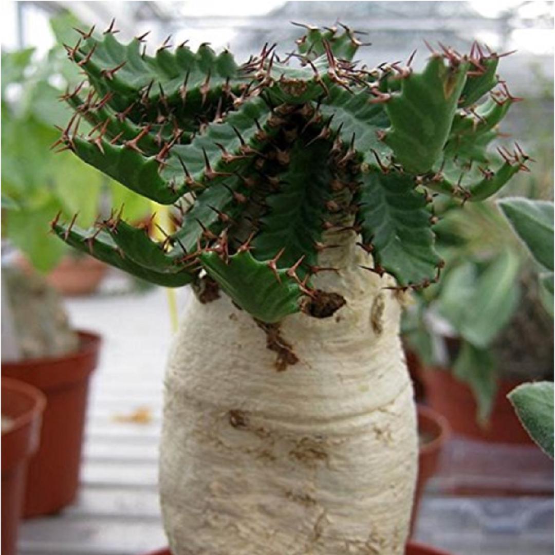 spineless prickly pear cactus Cactus, Burbank Spineless main image 0