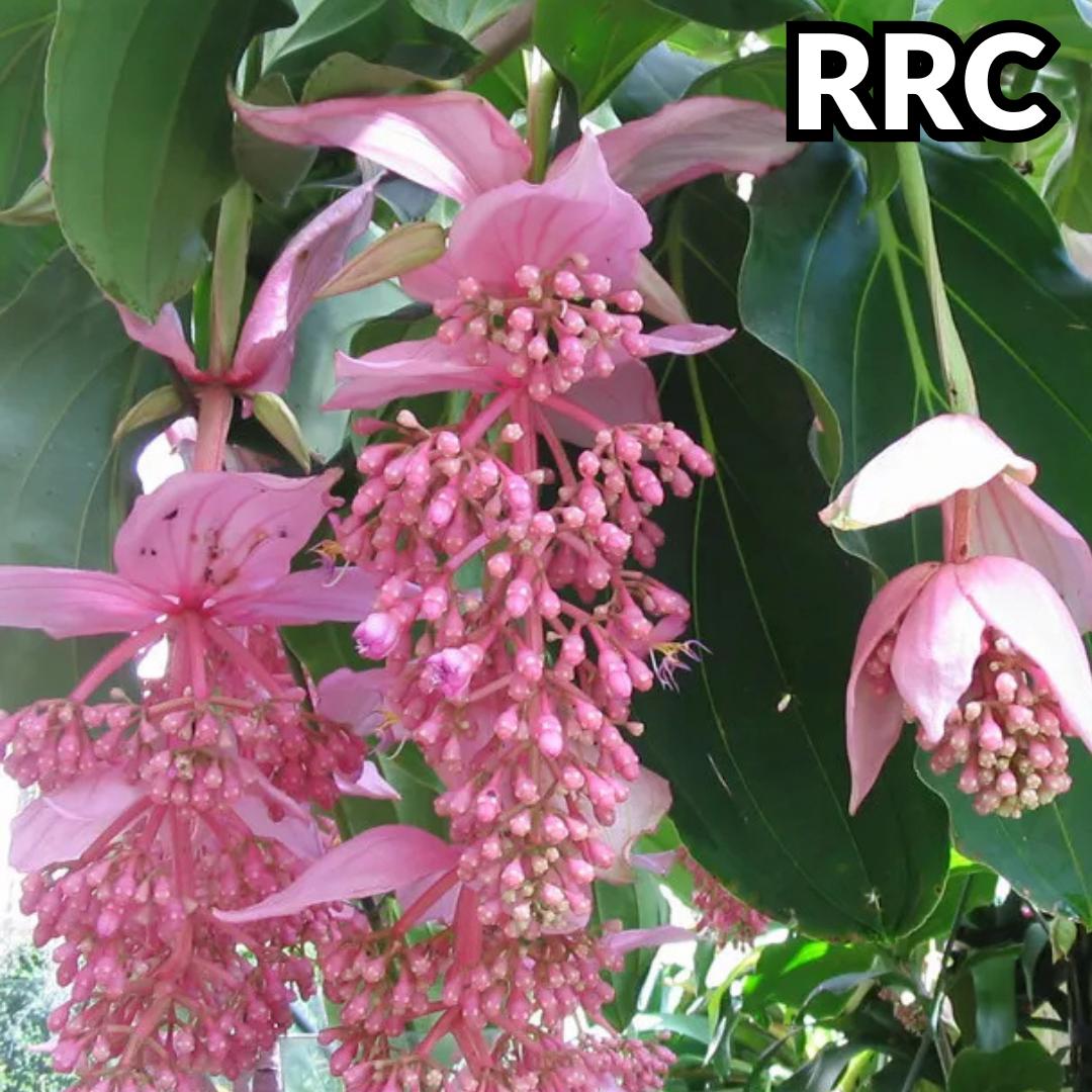 Medinilla magnifica - Etsy 日本