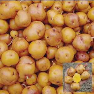 May include: A pile of small, yellow potatoes with a slightly rough texture. The potatoes vary in size and shape, with some having small sprouts. A hand holds a few potatoes, one cut open to show the yellow flesh.