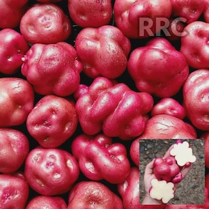 May include: Close-up of a pile of vibrant red potatoes with irregular shapes. The potatoes have a smooth skin and a deep red color. The image also includes a smaller inset showing a hand holding a cut potato.