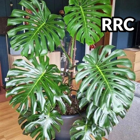 50 Monstera Deliciosa Seeds | Iconic Swiss Cheese Plant - Etsy