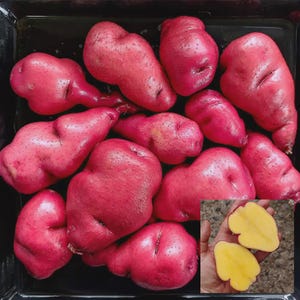 May include: A top-down shot of a collection of vibrant red potatoes, some with irregular shapes. One potato is cut open, revealing a yellow interior. The potatoes are arranged in a black tray, showcasing their rich color and texture.
