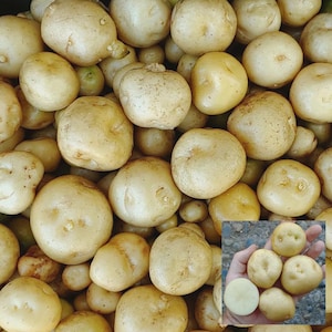 May include: A close-up shot of a pile of small, round potatoes with light brown skin. Some potatoes are whole, while others are cut open, revealing a creamy white interior. The potatoes vary in size and shape.