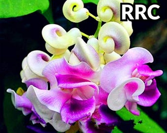 20 Snail Vine Seeds | Fragrant Corkscrew Flower | Rare Vigna Caracalla Climbing Vine