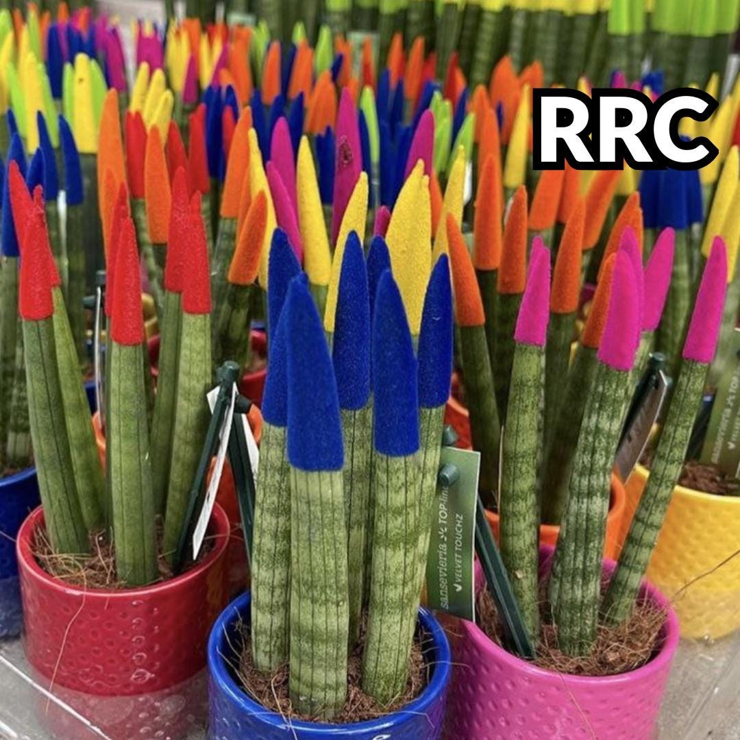 Sansevieria seed - Etsy sterreich