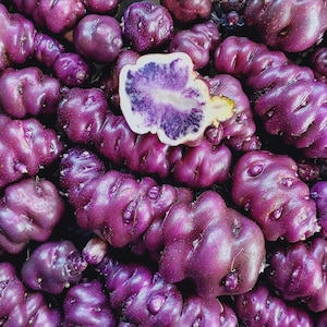 May include: A close-up shot of a pile of vibrant purple potatoes, with one cut open to reveal a striking purple and white interior. The potatoes have a unique, knobby texture and are a deep shade of purple.