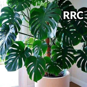 Monstera seeds - Etsy Polska