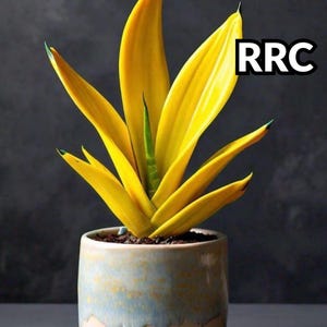 Sansevieria 'Golden Flame' Seeds, Colorful Snake Plant Houseplant (100 Count)