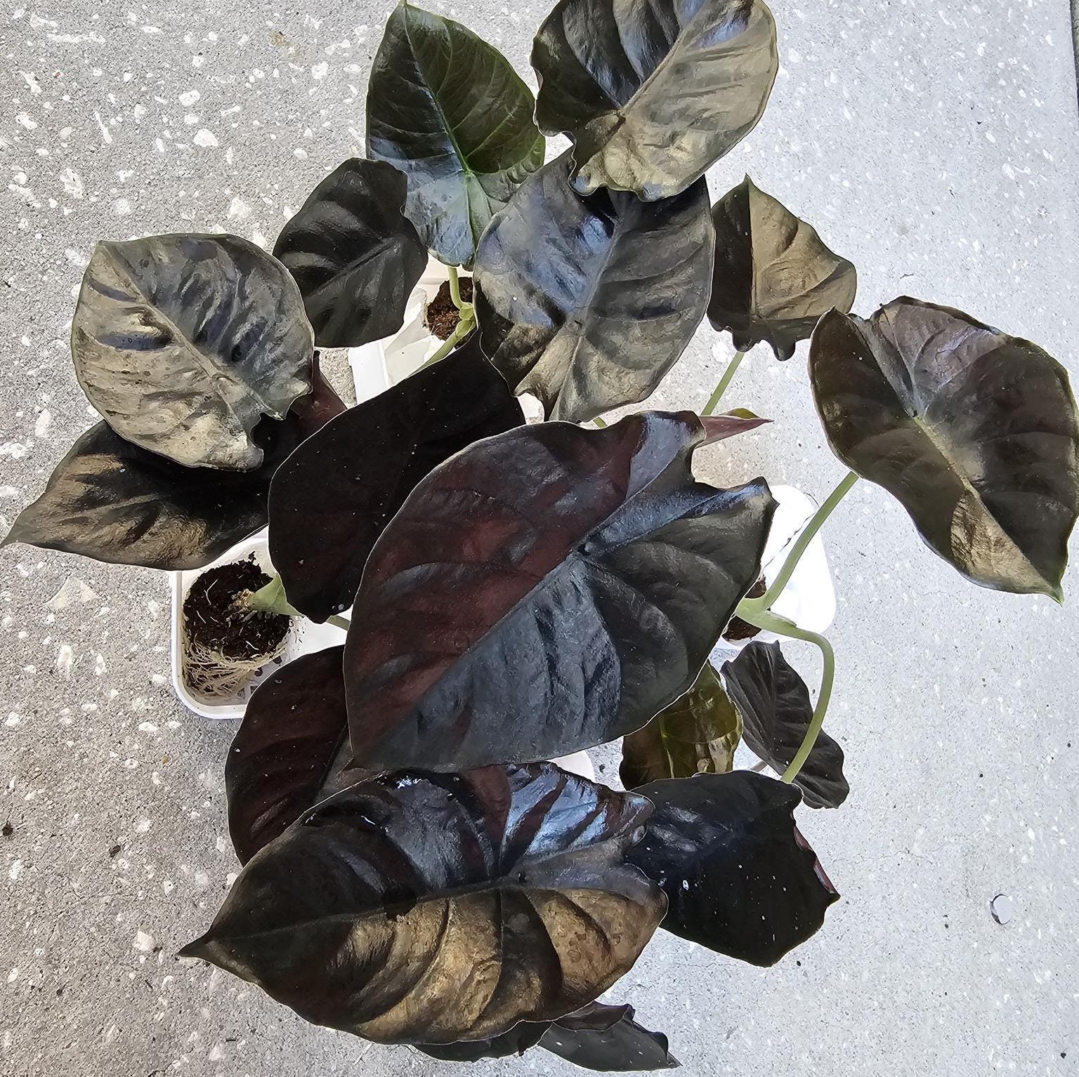 コロカシア　フォレストサンレイズ Colocasia black - Etsy 日本