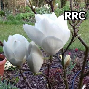 白玉モクレン（白玉木蓮）の種子10個