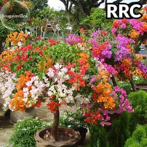 100pcs Mix-color 'Bougainvillea Spectabilis Willd Seeds Bonsai Flower Plant Seeds Flowers Pot Planters