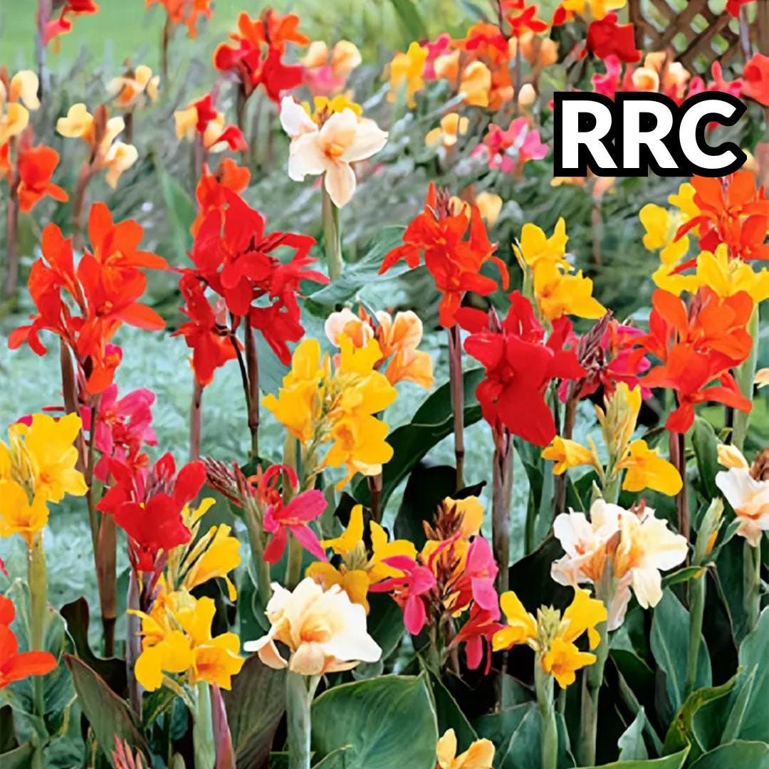 Dwarf canna plants - Etsy 日本