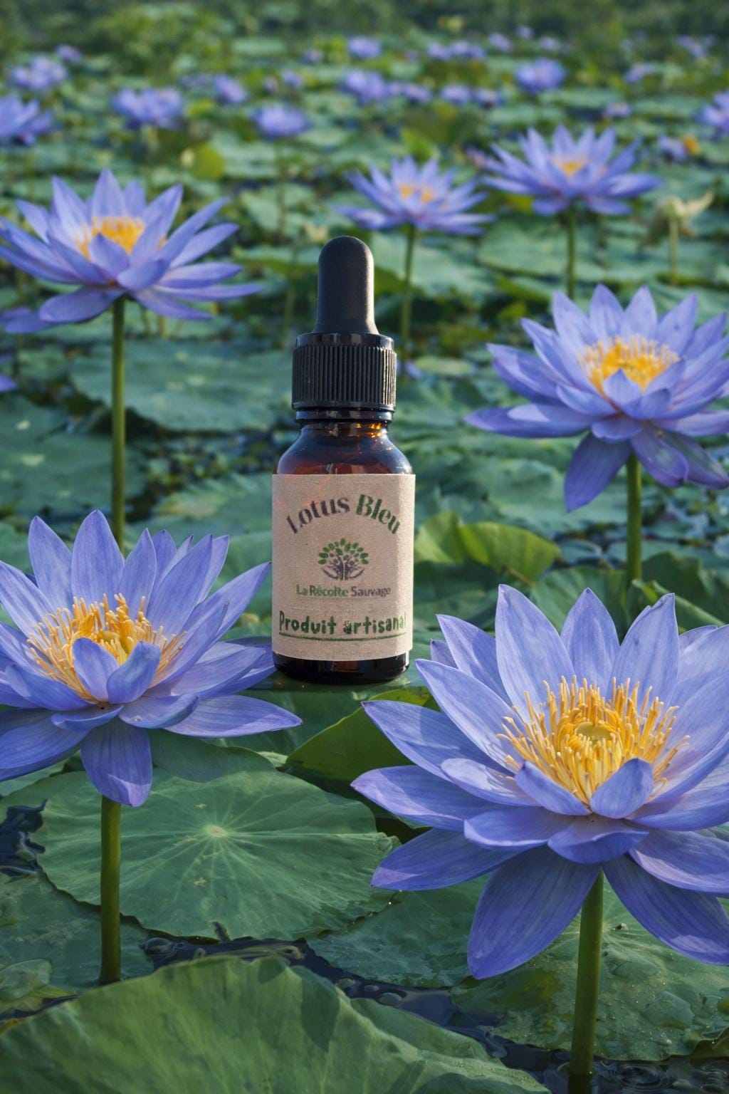 Egyptian Blue Lotus Flower Plant - Etsy UK