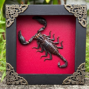 Real Framed SCORPION Insect Specimen Scorpio Gifts Gothic Decor Taxidermy Art Oddity Home Decor
