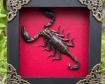 Real Framed SCORPION Insect Specimen Scorpio Gifts Gothic Decor Taxidermy Art Oddity Home Decor