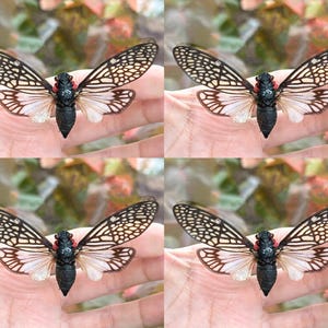 May include: Four cicadas are displayed, each with intricate wing patterns. The wings are a mix of black and tan, with a delicate network of veins. The bodies are black with red accents. The cicadas are displayed on a light background.